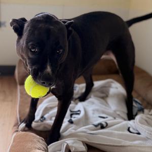 Harmony, Retriever, Black Labrador, senior, available for adoption