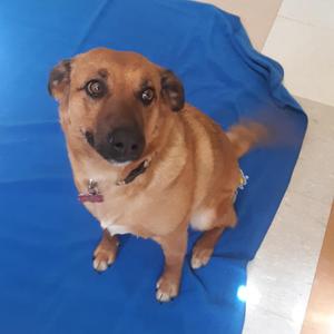 Isabelle (Xochilt), Mixed Breed (Medium), senior, available for adoption