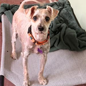 Pretzel, Poodle, senior, available for adoption