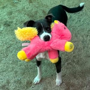 Hailey, Collie, Border, adult, available for adoption
