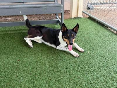 WILLOW, Australian Cattle Dog Mix, young, available for adoption