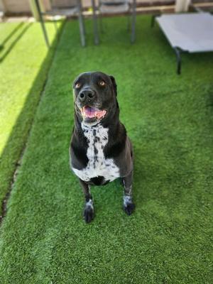 A black dog with white spots on its chest sitting on green artificial grass.