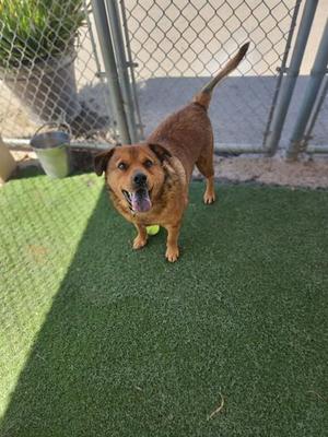 A brown dog standing on artificial grass, looking up with its mouth open and tongue out, in front of a chain-link fence.