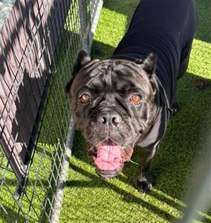 KODA, Cane Corso, adult, available for adoption