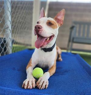 ARCHIE, American Staffordshire Terrier, adult, available for adoption