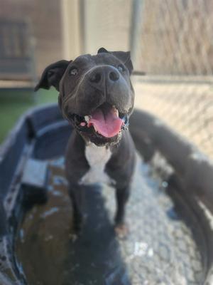 PAPAYA, Pit Bull Terrier, young, available for adoption