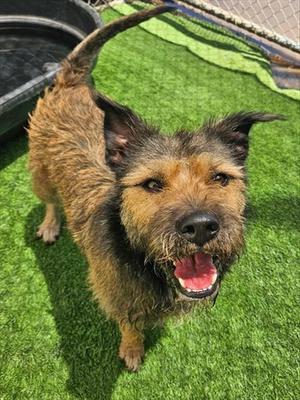 DIPPER, Airedale Terrier, adult, available for adoption