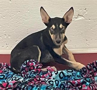 RANGO, Miniature Pinscher and German Shepherd Dog, young, available for adoption
