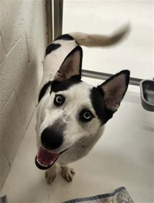 SYLVIE, Siberian Husky, adult, available for adoption