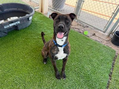 BEAVER, Boxer, adult, available for adoption