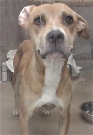 A brown and white dog with floppy ears standing in a shelter environment.