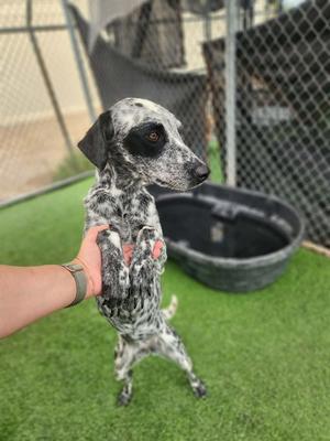 BINDI, Queensland Heeler Mix, young, available for adoption