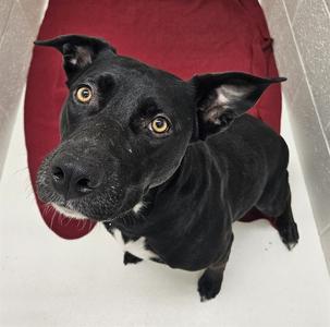 SONOMA, Pit Bull Terrier, adult, available for adoption
