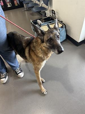 KAYA, German Shepherd Dog, adult, available for adoption