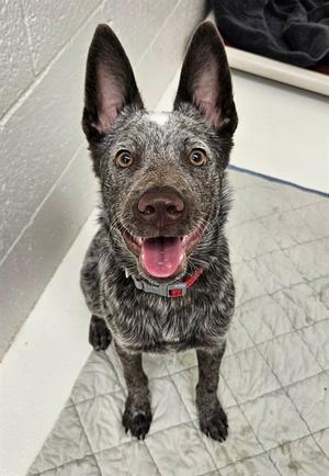 SPUD, Queensland Heeler, young, available for adoption