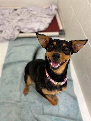 CLOVER, Australian Shepherd and Welsh Terrier, adult, available for adoption