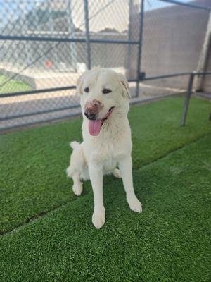 HONEY, Great Pyrenees Mix, young, available for adoption