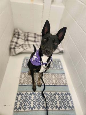 A black and white dog wearing a purple bandana, sitting on a patterned mat in a tiled room.