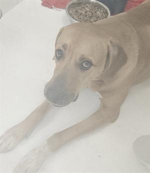 a dog lying on a white surface with a bowl of food nearby