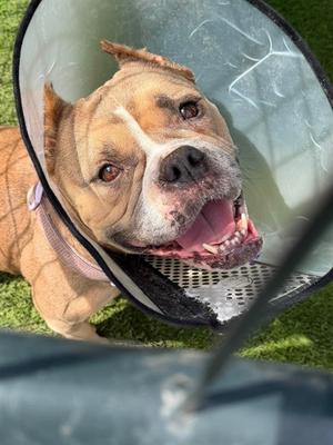 CORA, Bulldog Mix, adult, available for adoption