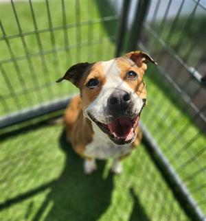 GEORGIA, American Staffordshire Terrier and Bulldog, adult, available for adoption