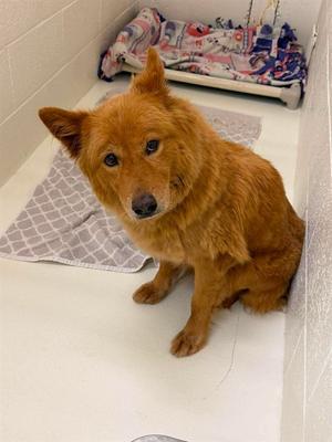 RUBY, Chow Chow Mix, adult, available for adoption