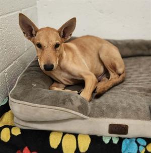 CHARLIE, German Shepherd Dog Mix, young, available for adoption
