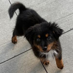 Fluffy, Mixed Breed (Medium), puppy, available for adoption