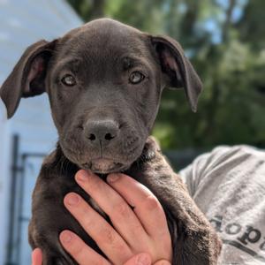 Onyx, Retriever, Black Labrador, puppy, available for adoption