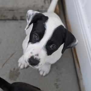 a black and white puppy looking up at the camera