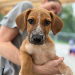 Banks, Cattle Dog, puppy, available for adoption