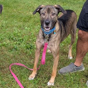 a brown and black dog with a blue collar and pink leash standing on grass