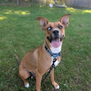 A brown dog with a blue collar sitting on a grassy lawn, looking up with its tongue out.