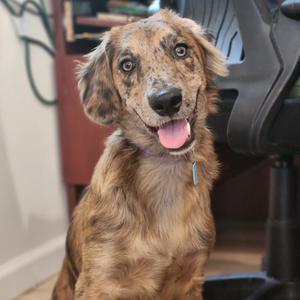Neo, Mixed Breed (Medium), adult, available for adoption