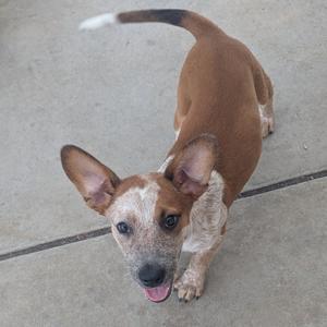 a brown and white dog with large ears standing on a concrete surface