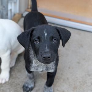 A black and white puppy with floppy ears standing on a concrete surface.