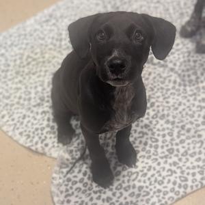 Cash, Cattle Dog, puppy, available for adoption