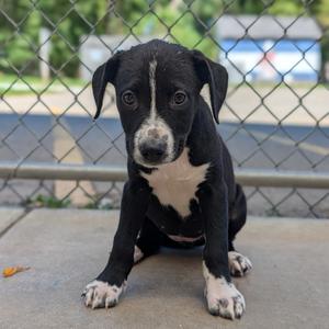 Sarah, Retriever, Labrador, puppy, available for adoption