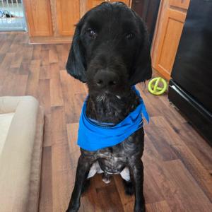 Harley, Retriever, Golden, adult, available for adoption