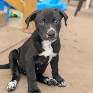Sasha, Retriever, Labrador, puppy, available for adoption