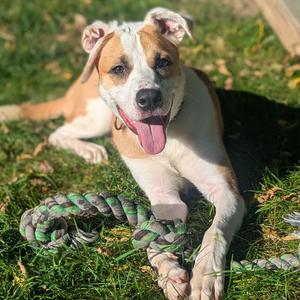 Jack (aka Arctic Fox), Boxer, adult, available for adoption