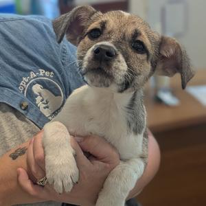 A small puppy with a white and brown coat being held by a person wearing a blue shirt with a logo on it.