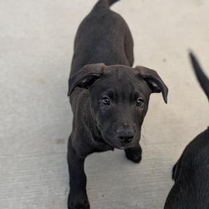 Coal, Retriever, Black Labrador, puppy, available for adoption