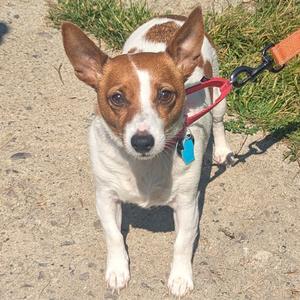 A small dog with a white and brown coat, wearing a red leash and a blue tag, standing on a gravel path with grass in the background.