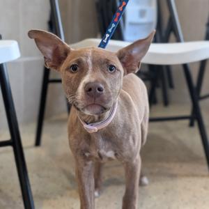 A brown dog with large ears and a pink collar, standing indoors with a leash attached to its collar. The background shows white chairs and a tiled floor.