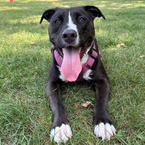 Oreo (aka Gingerbread), Mixed Breed (Medium), adult, available for adoption