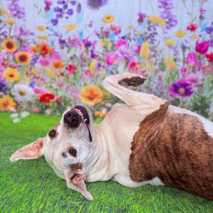 Scout (aka Squirtalicious), Terrier, American Pit Bull, adult, available for adoption