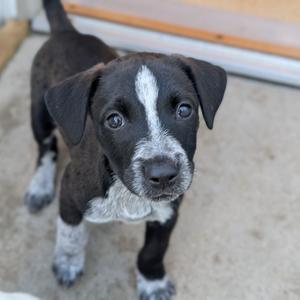A black and white puppy with floppy ears and a white stripe on its face, standing on a concrete surface.