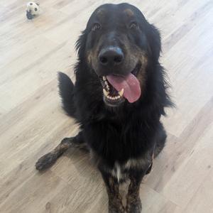 Jaxson, Retriever, Golden, adult, available for adoption