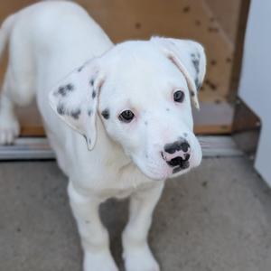 A white puppy with black spots on its ears and face, standing on a concrete floor.